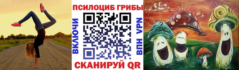 Купить где  Севск  Псилоцибиновые грибы Psilocybe 